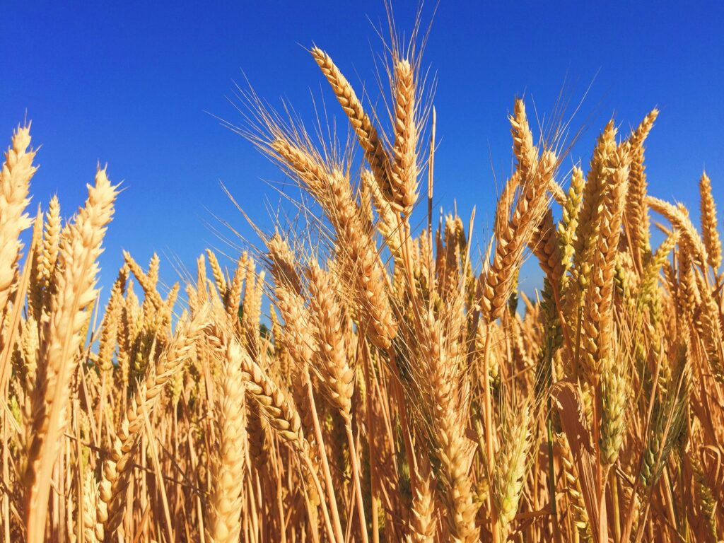 Wheat stalks in a field under blue sky