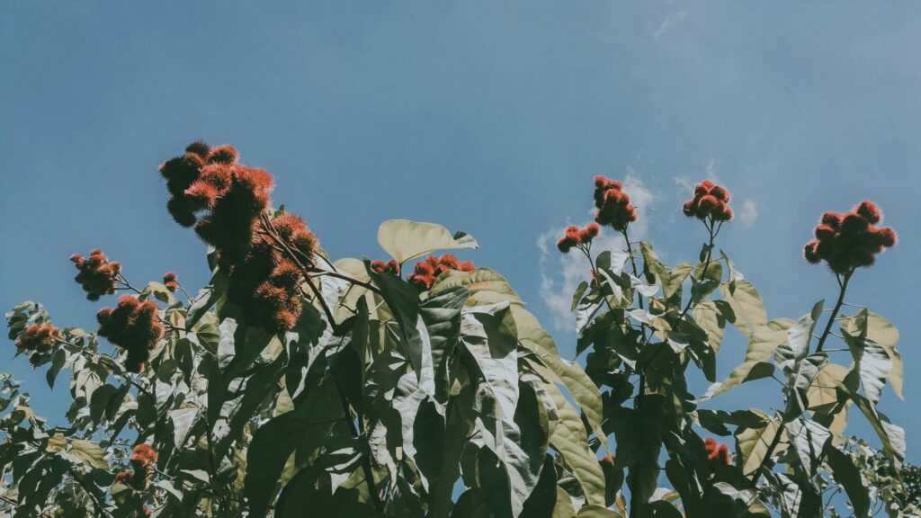 Tall plants growing in a field