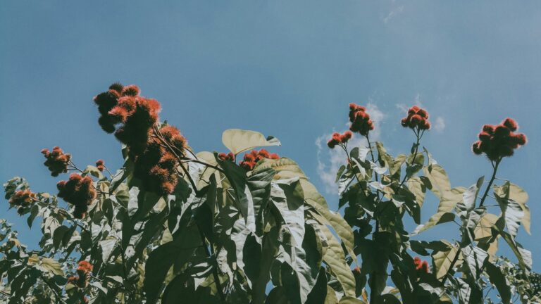 Tall plants growing in a field