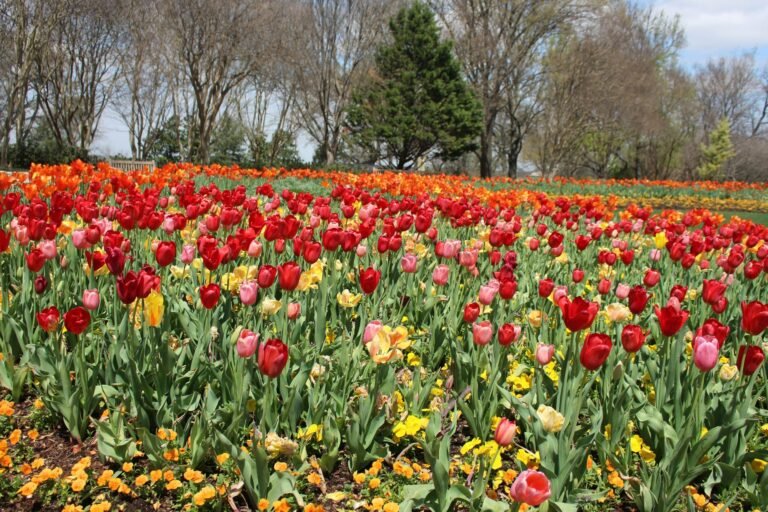 Field of red tulips in bloom
